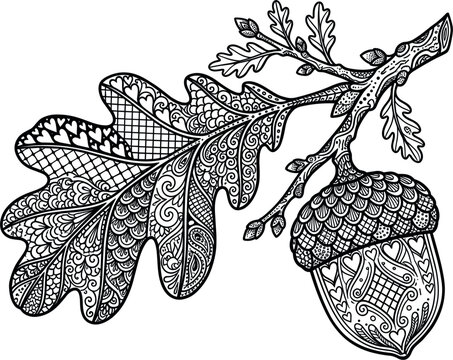 Detailed zentangle style oak leaf and acorn vector illustration on white background, intricate botanical line art for coloring books and autumn decorations.