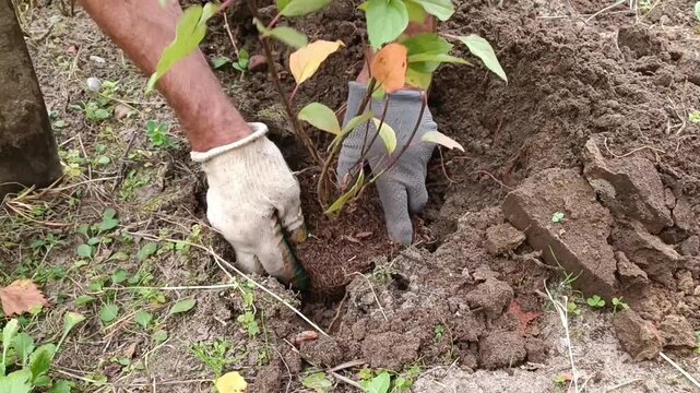 Close up of gloved hands planting a small green seedling with a visible root ball into dark soil, showing a gardener kneeling during spring planting work in a garden bed.