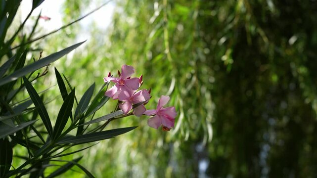 Pink oleander flowers showing vibrant petals and green leaves against a soft, blurred natural background
