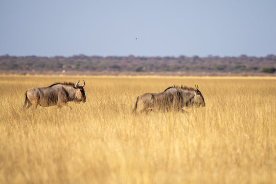 Blue Wildebeest at Etosha National Park, Namibia, Africa