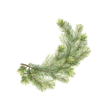 Hand-drawn illustration of a graceful arched evergreen pine branch.