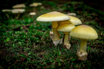 Fototapeta premium Group of bright yellow wild mushrooms growing on a green grassy forest floor
