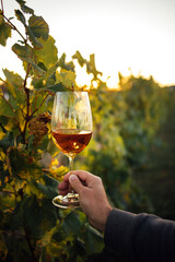 Obraz premium Hand holding a glass of white wine in a vineyard during sunset, with grapevines and leaves visible in the background creating a serene outdoor setting