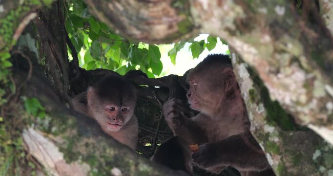 Urban population of White-fronted Capuchin Monkeys (Cebus albifrons) in Misahualli, Napo Province, Ecuador