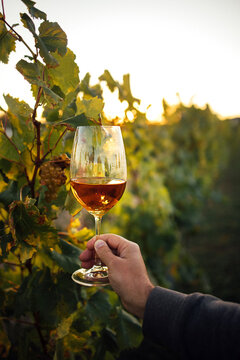 Hand holding a glass of white wine in a vineyard during sunset, with grapevines and leaves visible in the background creating a serene outdoor setting