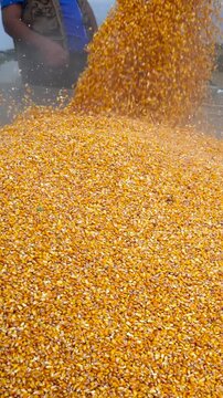 Vertical close-up of yellow corn grain falling and bouncing into a tractor trailer while a farmer supervises the autumn harvest loading process. Corn harvesting.