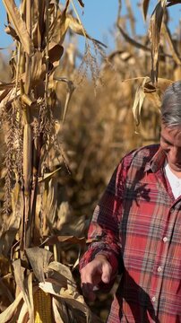 Telephoto shot of a satisfied farmer inspecting a ripe corn cob between rows of dry corn plants on a sunny autumn day. Corn harvest. 
