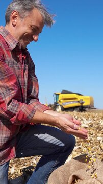 Low angle close-up of a farmer pouring yellow corn kernels while a combine harvester cuts the remaining dry corn plants in a harvested field under blue sky.