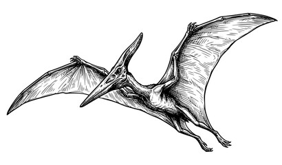 Standing Pteranodon in Three Quarter View – Hand Drawn Vector Illustration © Rasme