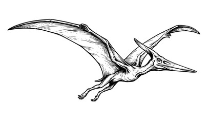 Flying Pteranodon – Realistic Hand Drawn Vector Pterosaur Illustration © Rasme
