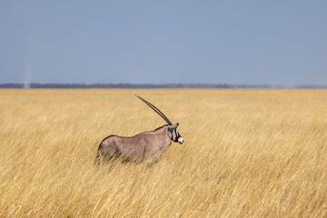 An Oryx at Etosha National Park, Namibia, Africa © MB Photography 