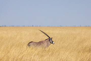 An Oryx at Etosha National Park, Namibia, Africa © MB Photography 