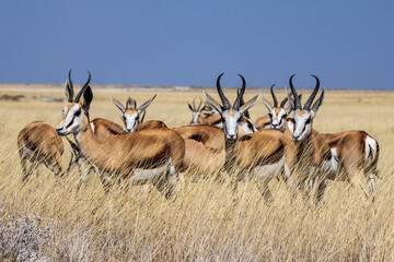 Springboks in Etosha National Park, Namibia, Africa © MB Photography 