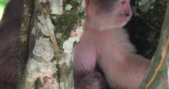 Urban population of White-fronted Capuchin Monkeys (Cebus albifrons) in Misahualli, Napo Province, Ecuador