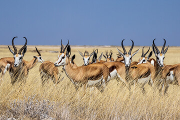 Springboks in Etosha National Park, Namibia, Africa © MB Photography 