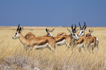 Springboks in Etosha National Park, Namibia, Africa © MB Photography 