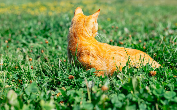 An orange cat is sitting in a patch of green grass, surrounded by small clover flowers. The cat is facing away and appears alert, with a bright natural background