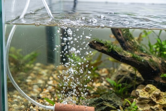 Stream of air bubbles rising in an aquarium fish tank. Aeration diffuser stone supplying oxygen to underwater ecosystem