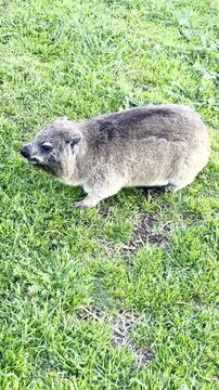 Rock Rabbit (dassie) on lawn in South Africa eating grass. Vertical
