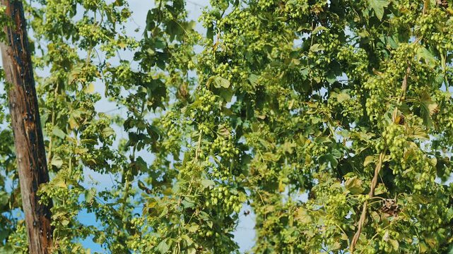 Green hop cones and foliage filling the frame with patches of blue sky behind