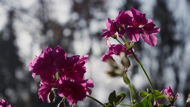 Close-up of a tiny hummingbird feeding on nectar from purple geranium flowers. Beautiful backlit scene with a soft, out-of-focus background