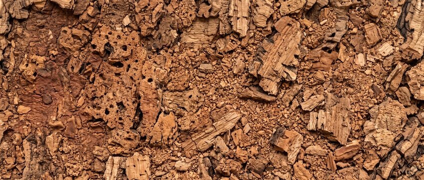 Rough cork oak bark texture close up. Natural organic tree surface with porous details. Natural background material