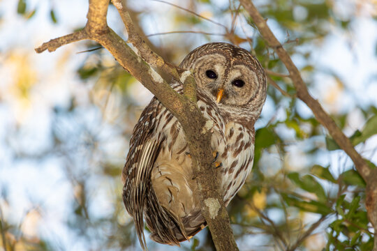 Owl resting on a branch in a wooded area during daytime