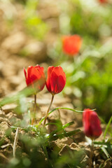 Obraz premium Vertical close-up shot of small red wild tulips in full bloom growing on rocky soil, bathed in warm natural sunlight with soft green and earth-toned bokeh blur in the background.