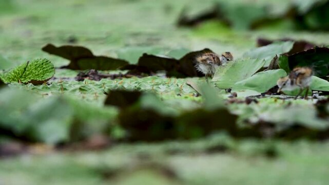 Young jacana chicks walk carefully across aquatic vegetation, displaying their delicate bodies and remarkably long legs.