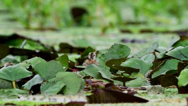 Male jacana cares for his chicks among dense wetland vegetation while the young birds explore their surroundings.