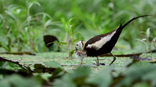 Adult jacana walks beside its tiny chick across floating lily pads while exploring a lush freshwater wetland habitat.