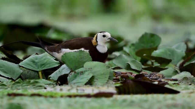 Adult jacana sits beside a newly hatched chick among floating lily pads, staying close to the vulnerable young bird in a natural wetland.
