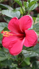 Beautiful Pink Hibiscus Flower Close Up in Green Garden © Green