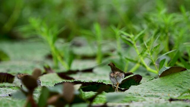 Tiny young jacana chicks explore a peaceful freshwater habitat filled with broad floating leaves and lush vegetation.