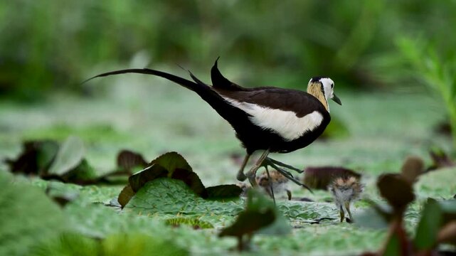 Pheasant-tailed jacana walks across floating lily pads with tiny chicks nearby in a lush natural freshwater wetland.