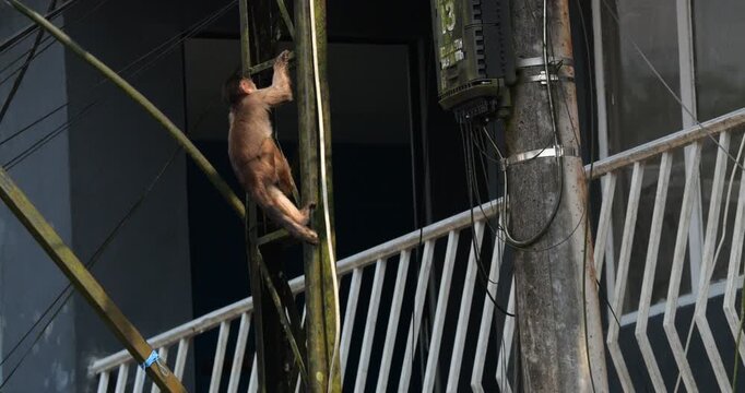 Urban population of White-fronted Capuchin Monkeys (Cebus albifrons) in Misahualli, Napo Province, Ecuador