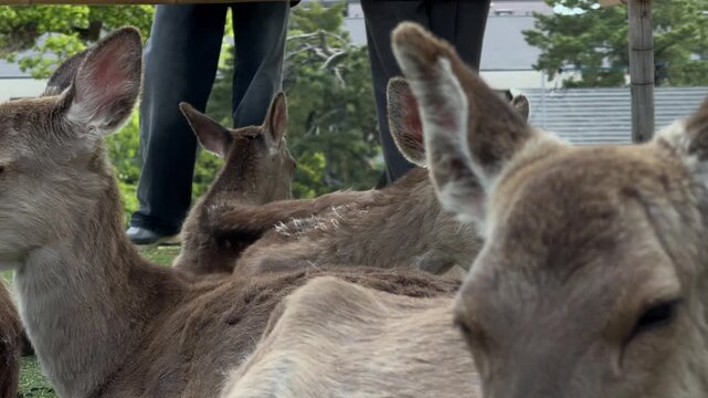 Friendly sika deer at Nara Park Japan up-close wild animal wildlife