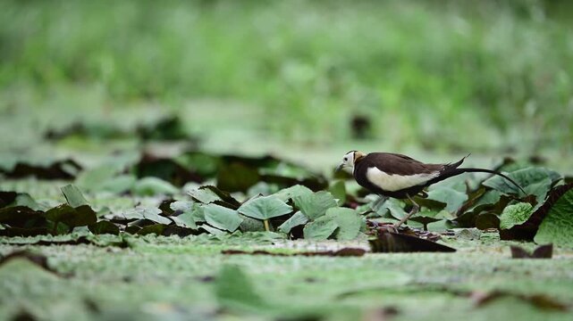 Tiny newly hatched chick stays among green plants while the jacana father approaches to remain close to its offspring.