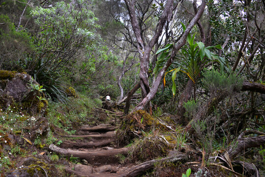 Laubwald, Tropenwald auf der Insel La Reunion, Departement Frankreich 