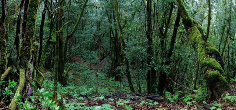 Lorbeerwald auf der Insel La Gomera, Kanaren, Spanien, Europa, Panorama 