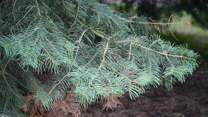 White fir tree Abies concolor with long blue-green needles under a clear blue sky. - 3 © Nelia2