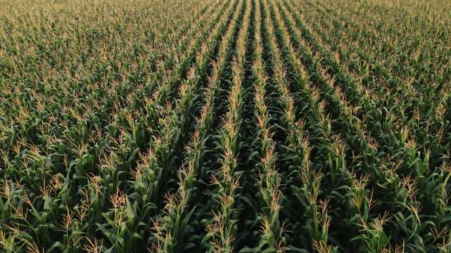 Aerial perspective of an agricultural corn field with symmetrical rows extending towards the horizon in the countryside