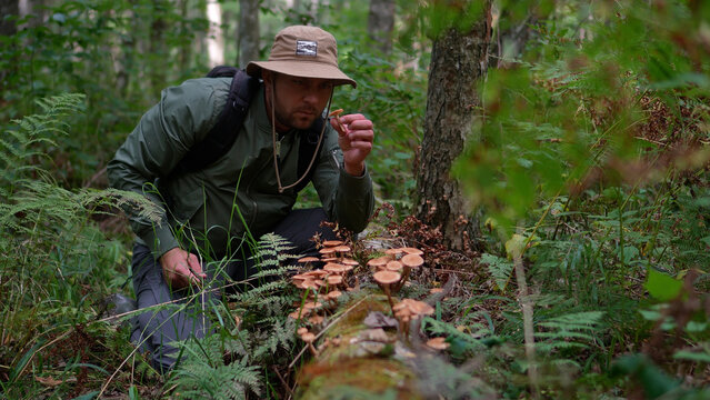 Side view of a man picking honey mushrooms from a fallen tree trunk in a lush green forest.