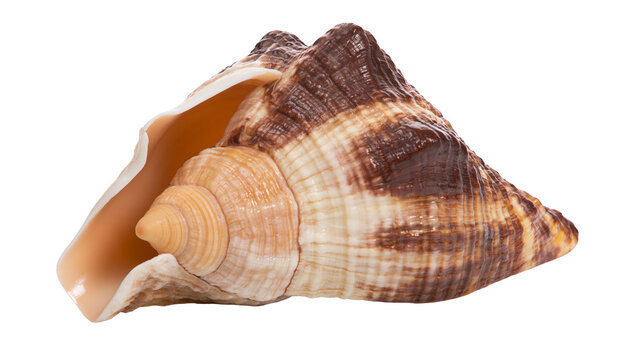 Brown and beige striped conch sea shell with smooth interior