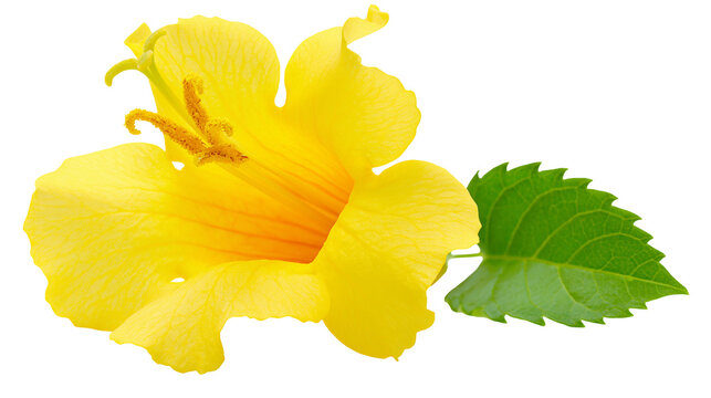 Bright yellow Tecoma stans trumpet flower with green serrated leaf