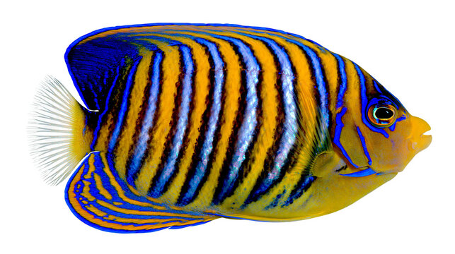 Blue and yellow striped angelfish with vibrant patterns
