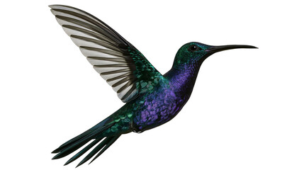 Iridescent green and purple hummingbird in flight with wings spread © Liselotte