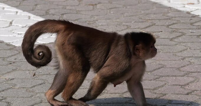 Urban population of White-fronted Capuchin Monkeys (Cebus albifrons) in Misahualli, Napo Province, Ecuador