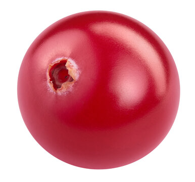 Fresh cranberries isolated on white background. Cranberry on white with clipping path. Full depth of field