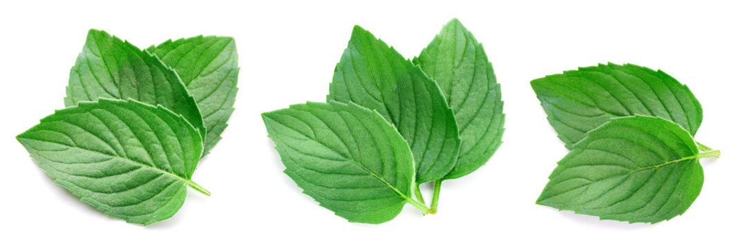 Green mint leaves set. Fresh organic aromatic leaves collection isolated on white background with clipping path